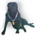 Astor z Brezna alias Bony