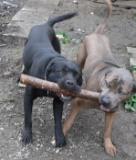 Bony a Kira